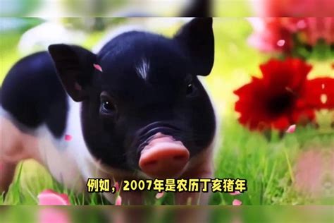 2007 生肖|2007年属什么生肖？